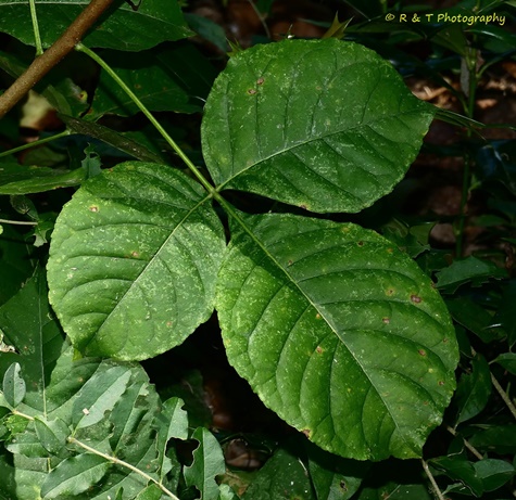 {Ptelea trifoliata}